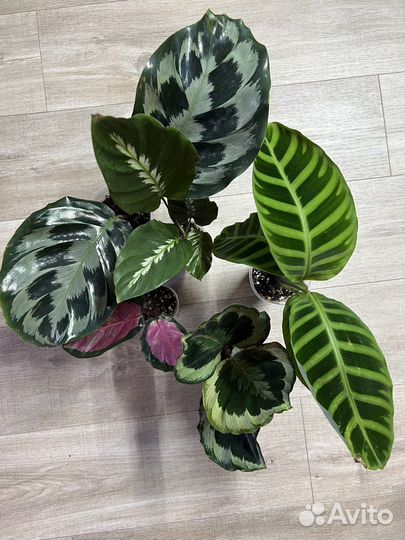 Калатея Марион, Кеннеди, Варшевича, Мауи Квин