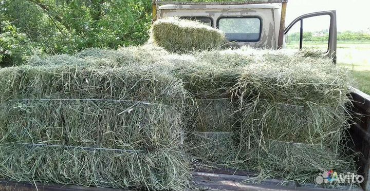 Сено в брикетах и рулонах