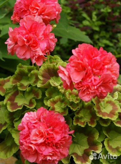 Пеларгония герань сортовая Bold Gold