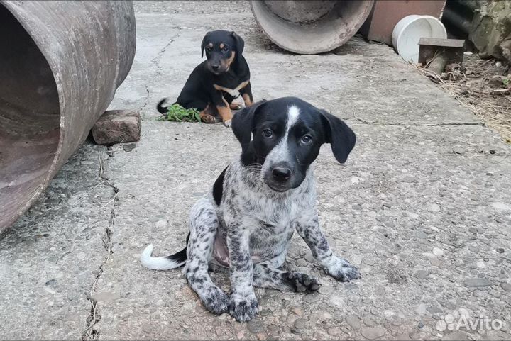 Щенки бесплатно