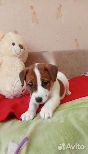 Щенки Джек Рассел терьер