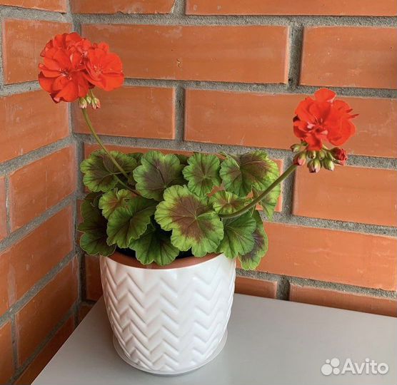 Пеларгония герань сортовая