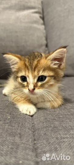 Котята 1,5 мес