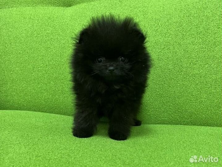 Черный померанский шпиц уголек