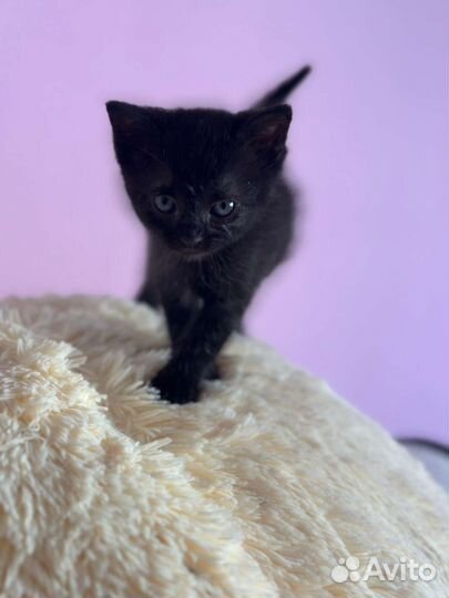 Кошка в самые добрые руки