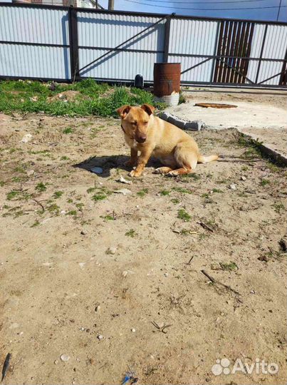 Коротколапый мальчишка