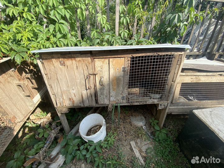 Кролики с клеткой