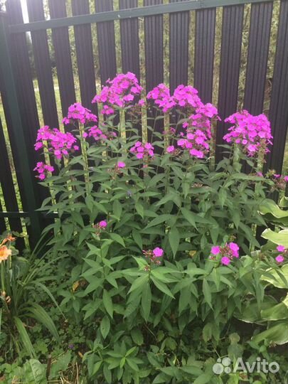 Многолетние цветы