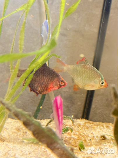 Аквариумные рыбки