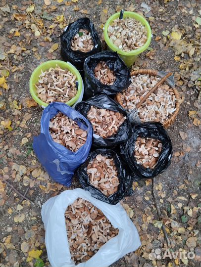 Грибы опята свежие