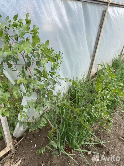 Саженцы унаби