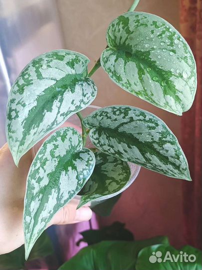 Сциндапсус Пиктус Треби (Scindapsus Pictus Trebie)