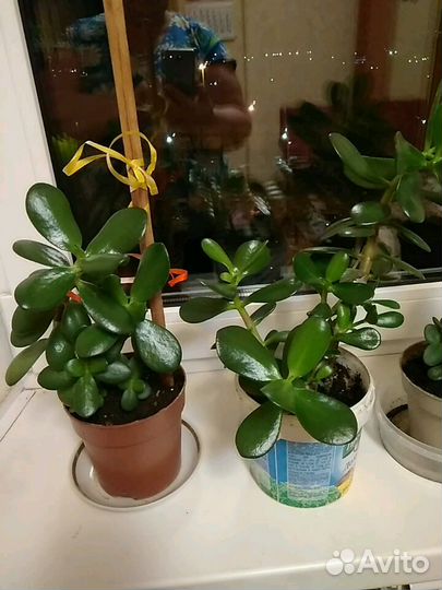 Толстянка или денежные деревья