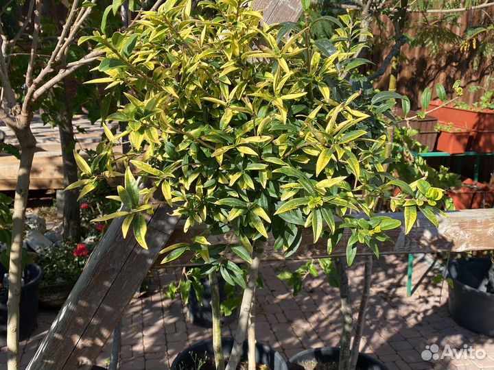 Штамбовые деревья