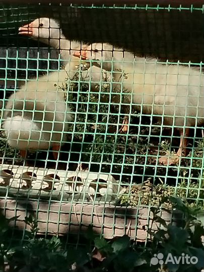 Цыпленок, гусенок