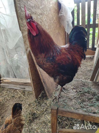 Петух, 8 месяцев