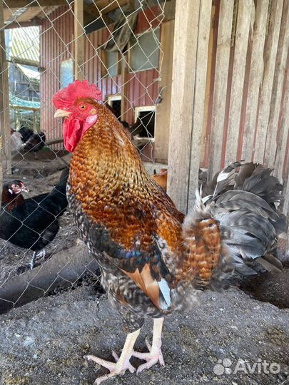 Петухи молодые