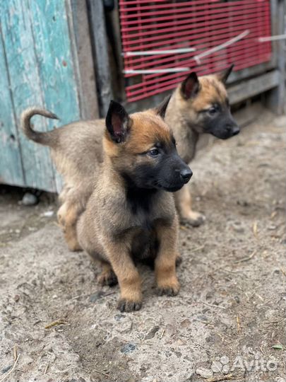 Бельгийская овчарка