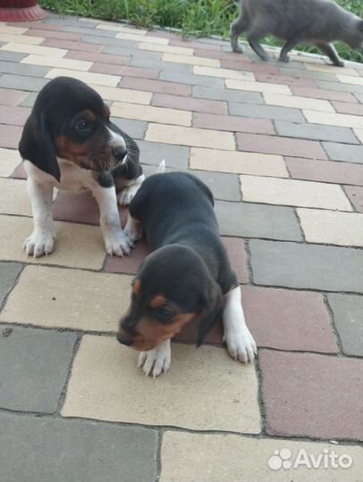 Эстонская гончая щенки