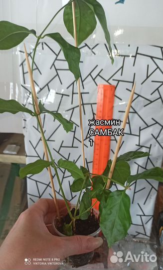 Жасмин Самбак