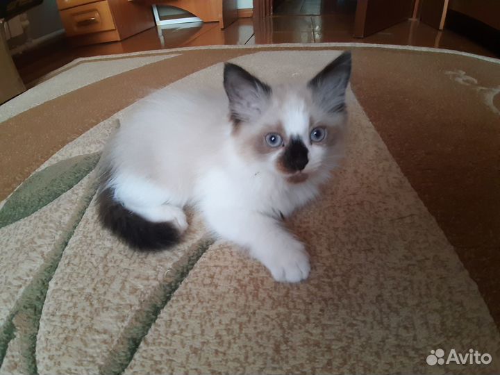 Невские маскарадные котята