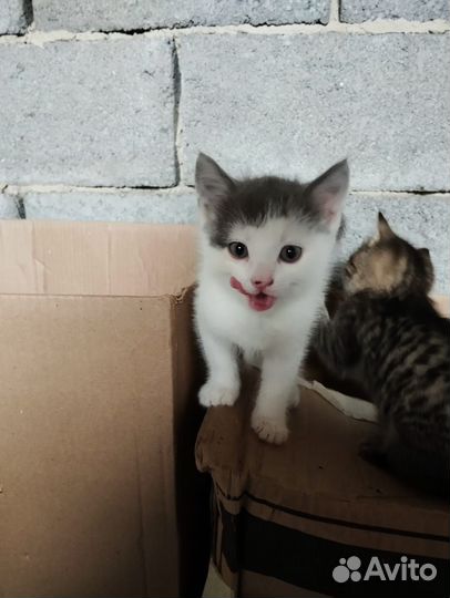 Котята в добрые руки