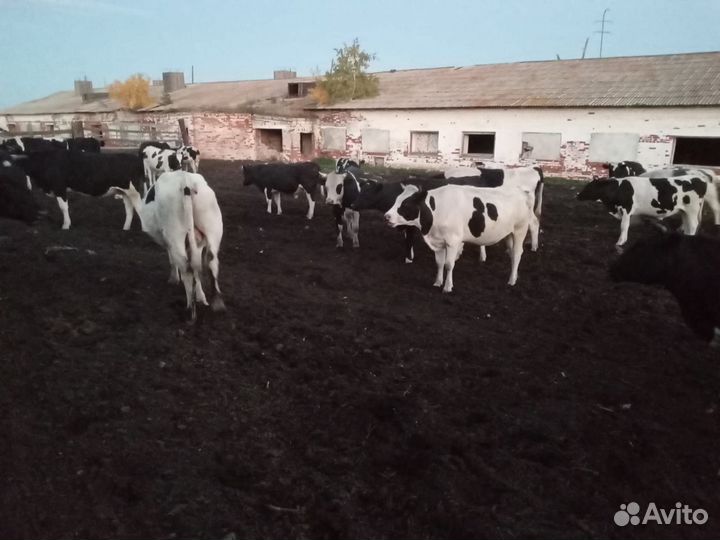 Телята Бычки и телочки