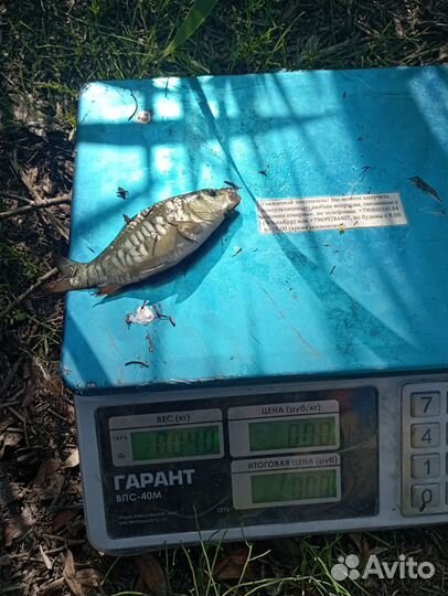 Малек карпа