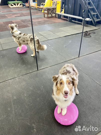 Кинолог. Дрессировка собак (прогулка, послушание)