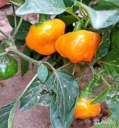 Jamaican Hot Orange - острый перец