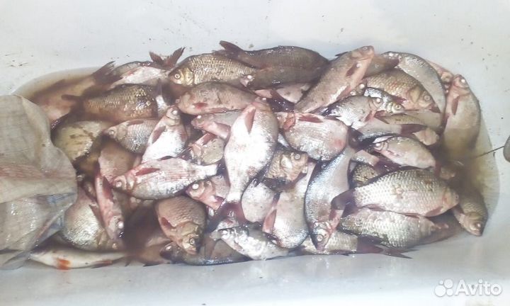 Отдых,Рыбалка и Охота в Астрахани