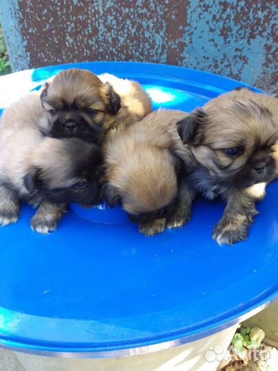 Щенки пекинеса