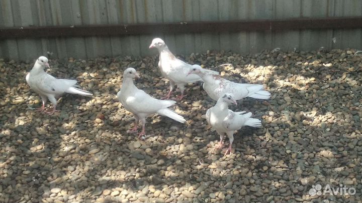 Бакинские бойные голуби