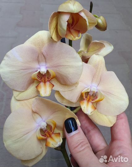 Орхидея фаленопсис сортовые