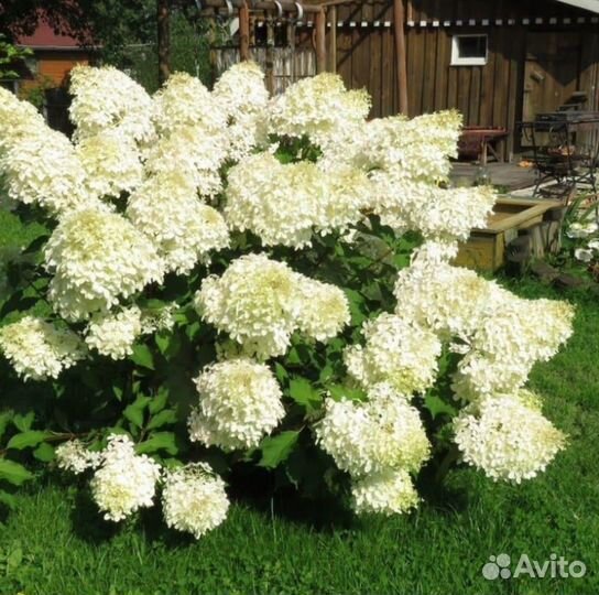 Гортензия полярный медведь