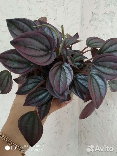 Пеперомия Кайенна