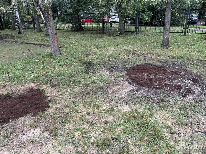 Спил деревьев