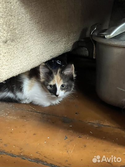 Котята бесплатно