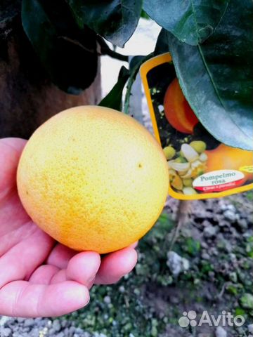 Грейпфруты