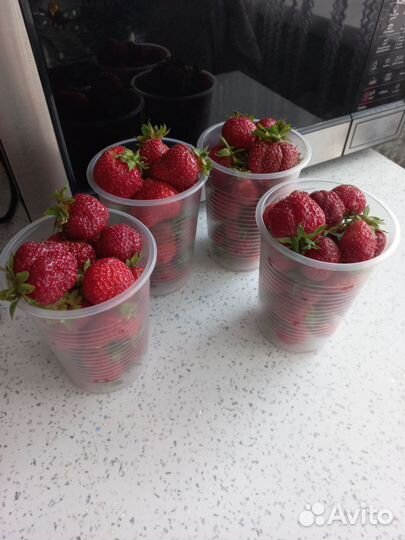 Продам клубнику домашнюю