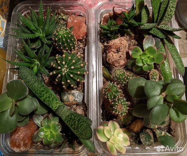 Композиция из суккулентов и кактусов