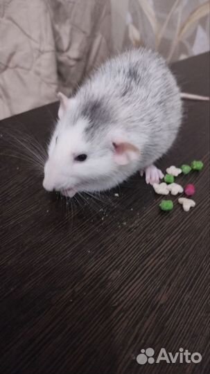 Крысы дамбо девочки