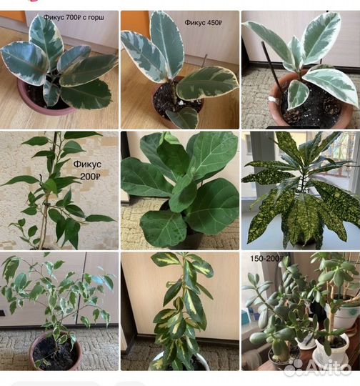 Комнатные цветы