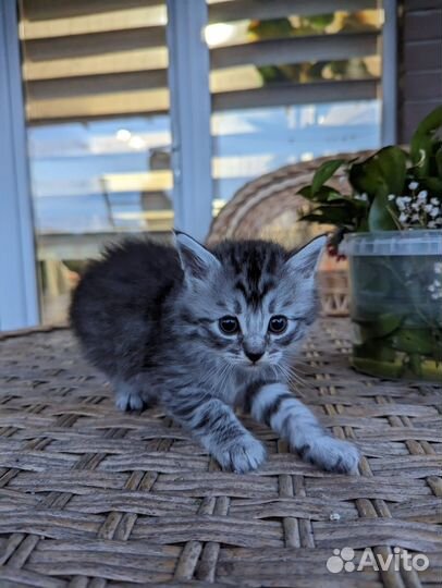 Котята в добрые руки бесплатно