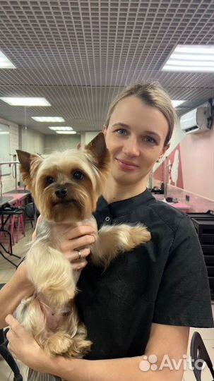 Груминг собак и кошек