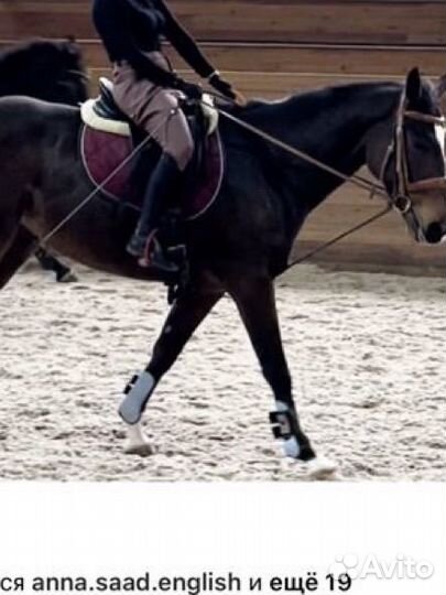 Бриджи для верховой езды галифе avanti