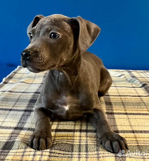 Прайтер девочки щенки