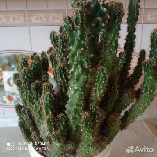 Комнатные растения цветы