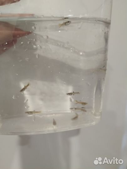 Рыбки гуппи