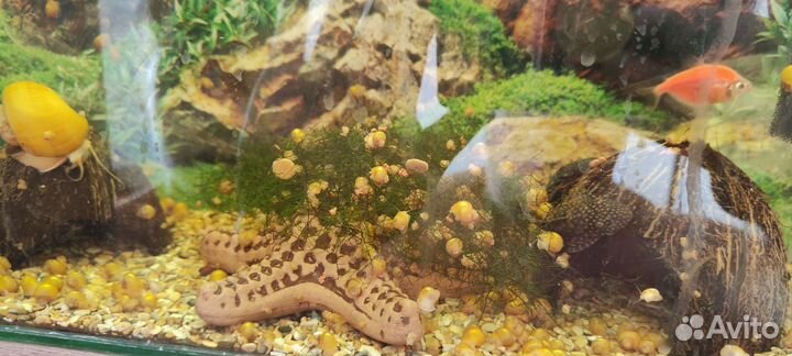 Улитки ампулярии